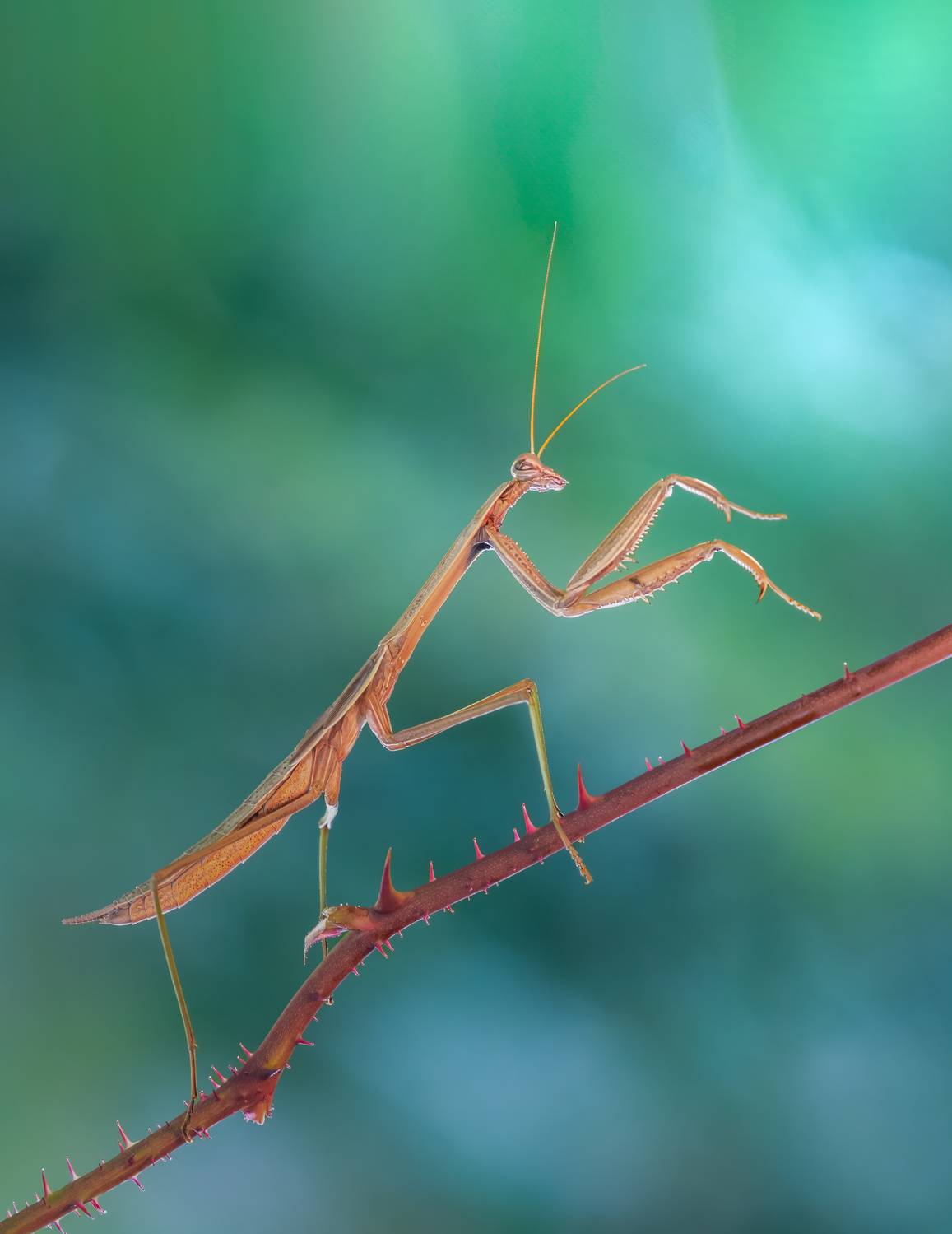 mantis, praying mantis, insect, bug, macro, branch, sunset, nature, wild, moody, dusk,, Atul Saluja