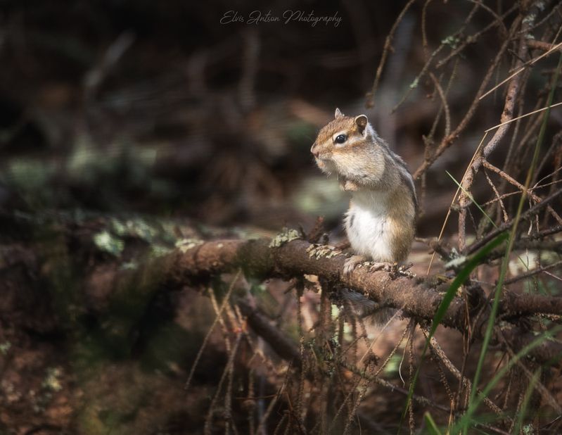 природа, бурундук Сверхмилое существо - бурундук фото превью