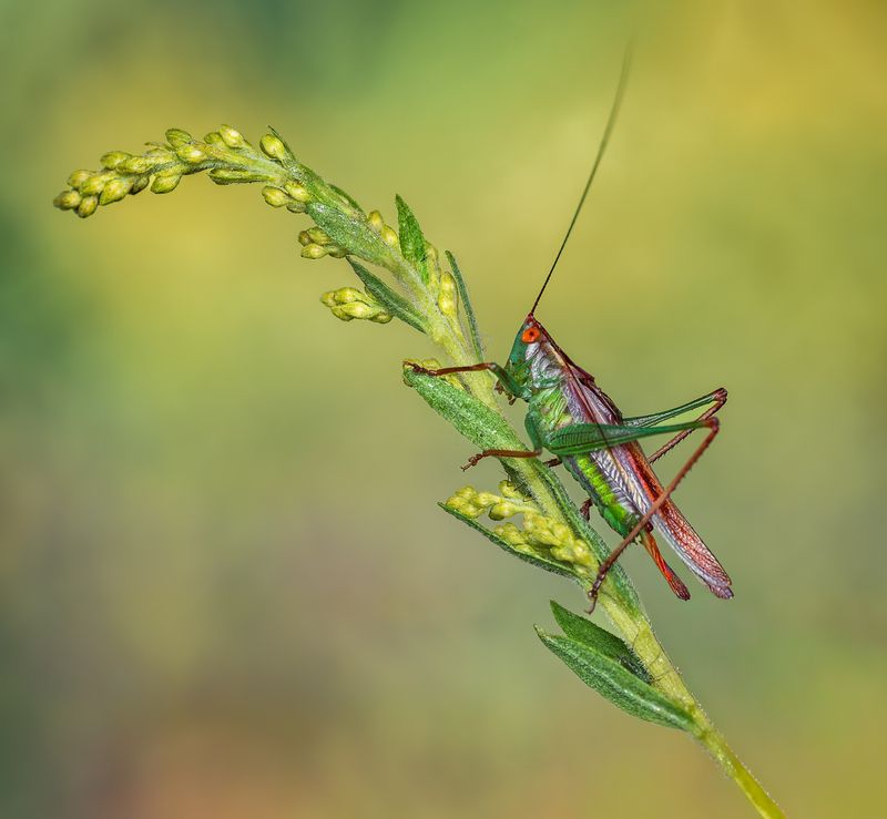 Balancing act фото превью