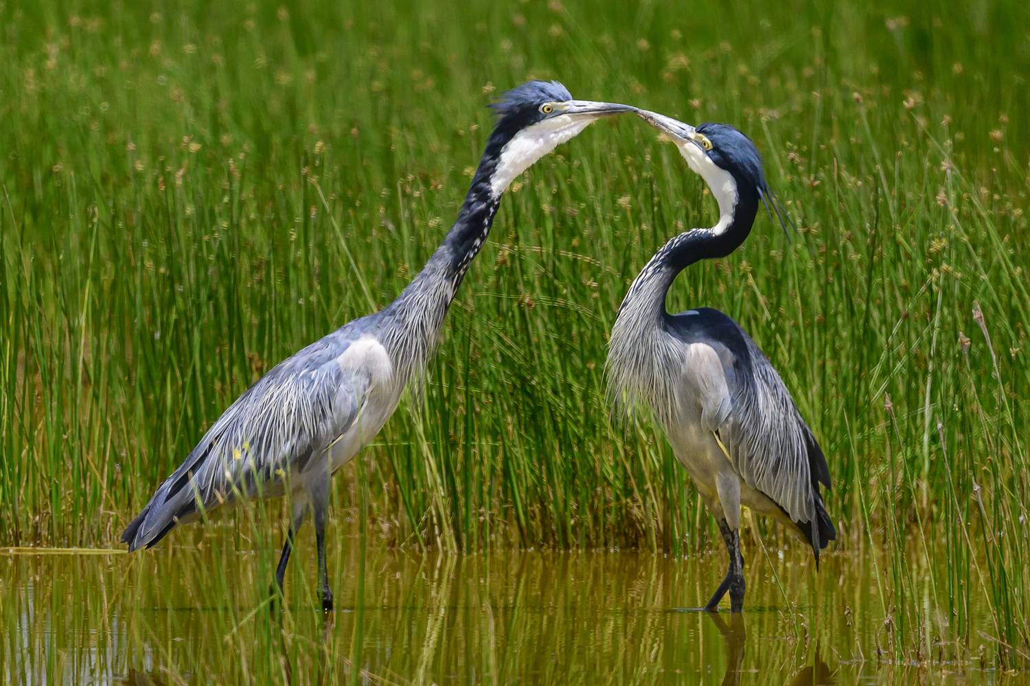 , Пупонин Сергей