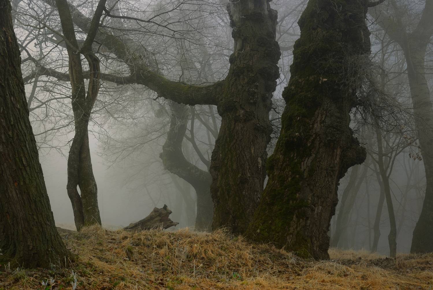 зима туман лес утро, Александр Жарников