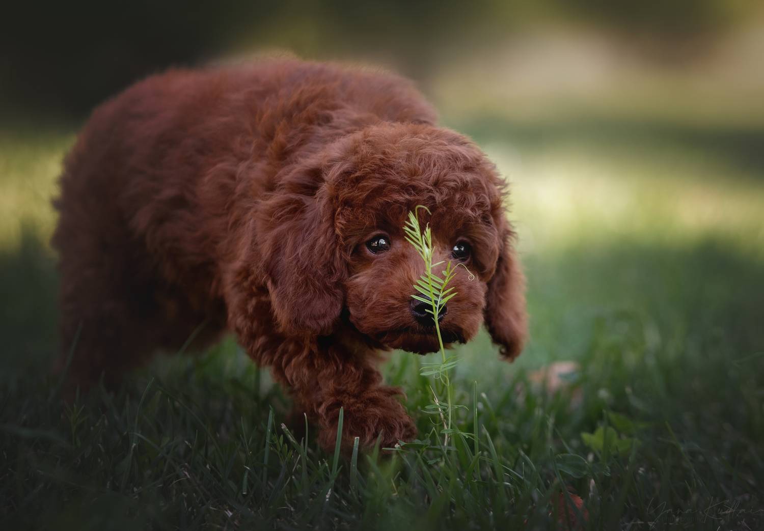 , Кудлай Яна