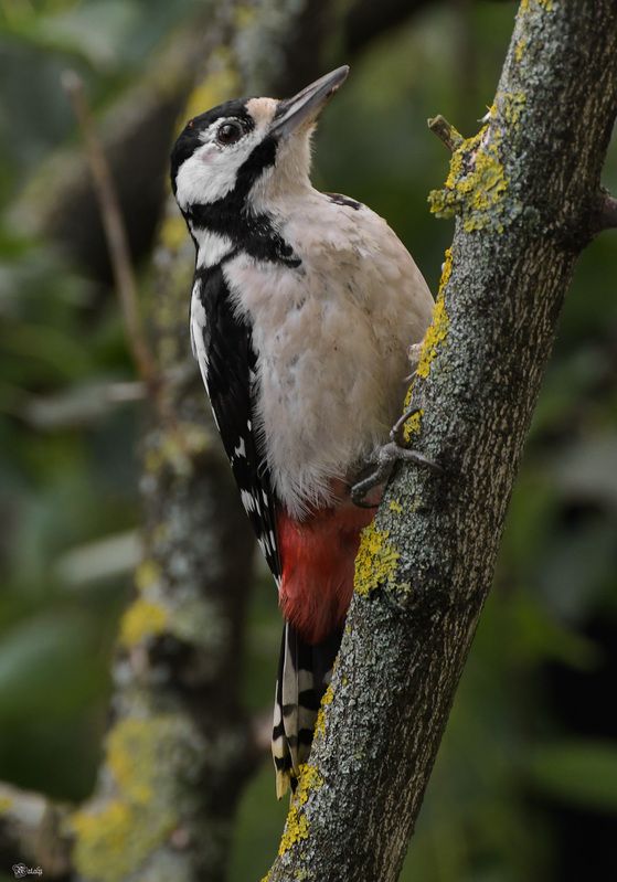 БПД фото превью