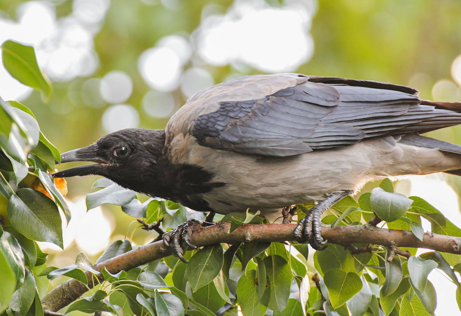 , Наталья Екимова