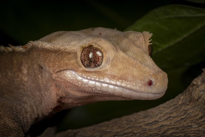 home pet фото превью