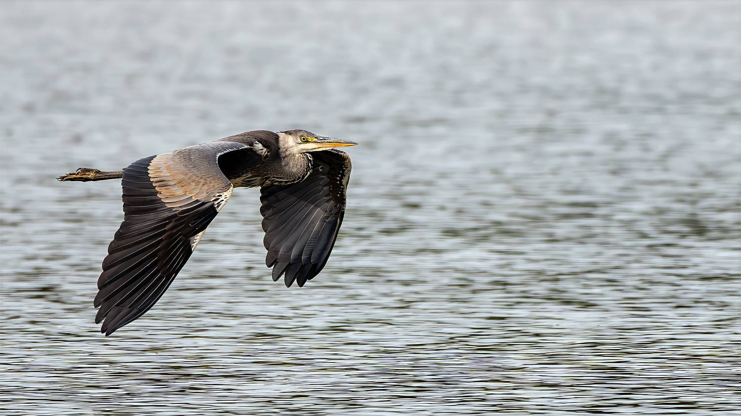 , Молодкин Дмитрий