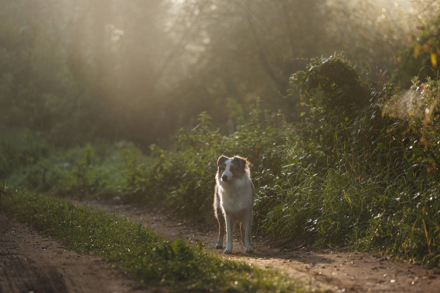 , Шерскова Мария