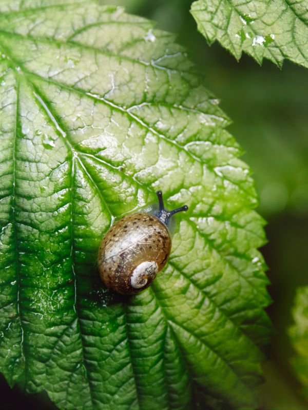 Маленькая улитка фото превью
