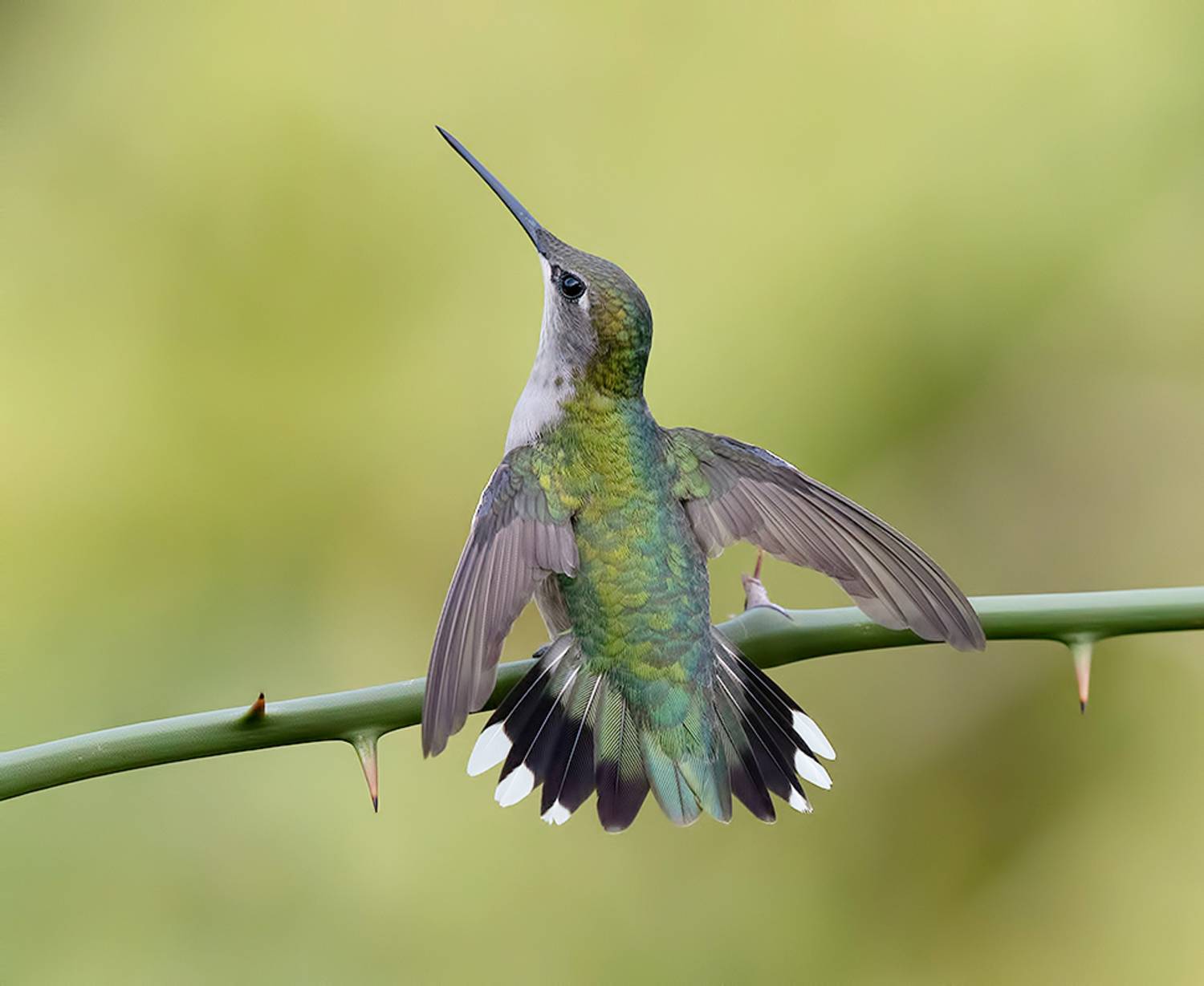 колибри,ruby-throated hummingbird, hummingbird, Etkind Elizabeth