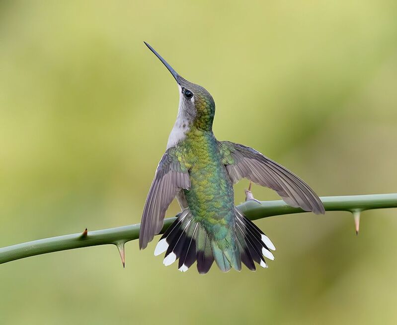 колибри,ruby-throated hummingbird, hummingbird Ruby-throated Hummingbird -Рубиновогорлый колибри. самка фото превью