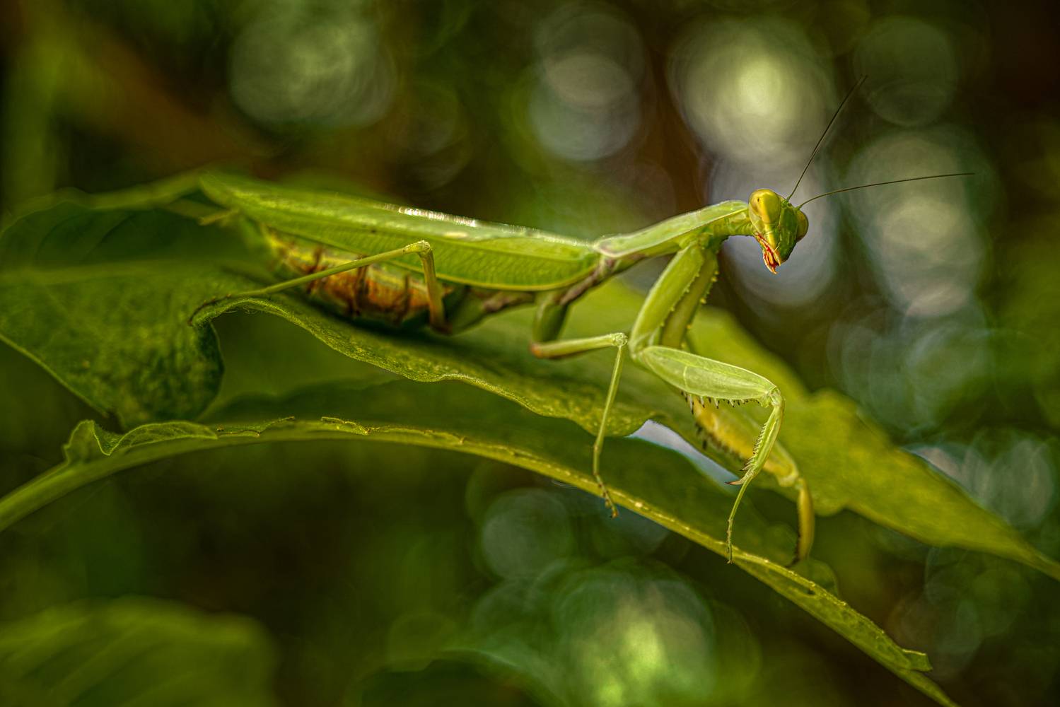 , Олег Савицкий