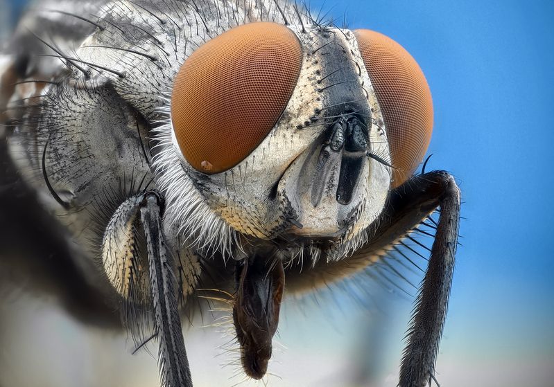 ceclii, macro  фото превью