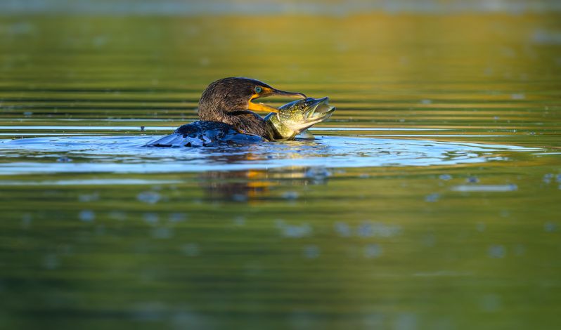 Double Crested Cormorant with pike фото превью