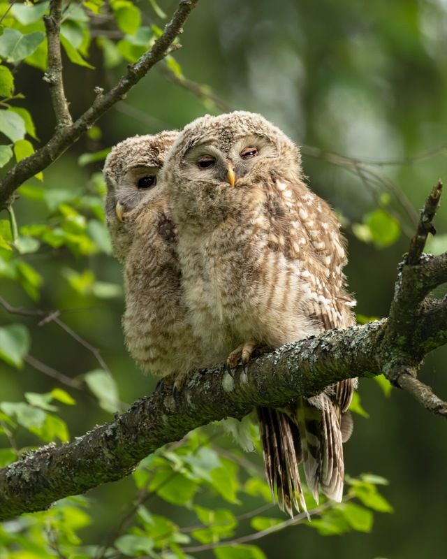 сова, совенок, уральская неясыть, птицы, неясыть, длиннохвостая неясыть  фото превью