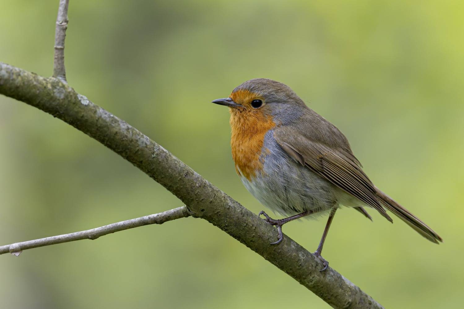 малиновка, зарянка, птицы, Руслан Pl