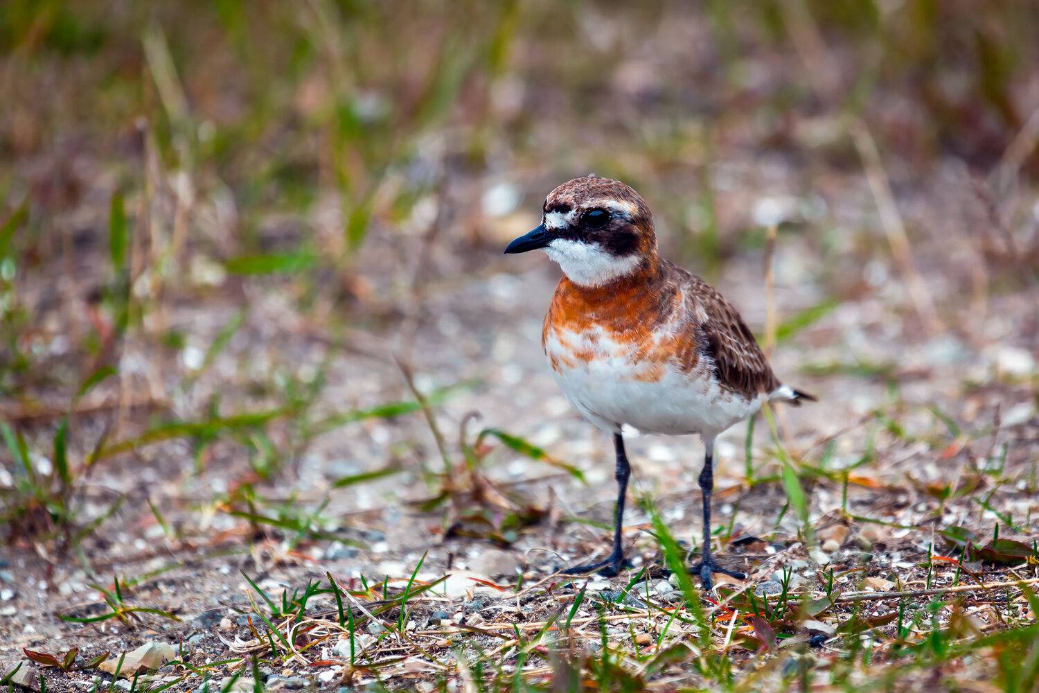птица, монгольский зуёк, Уткин Дмитрий