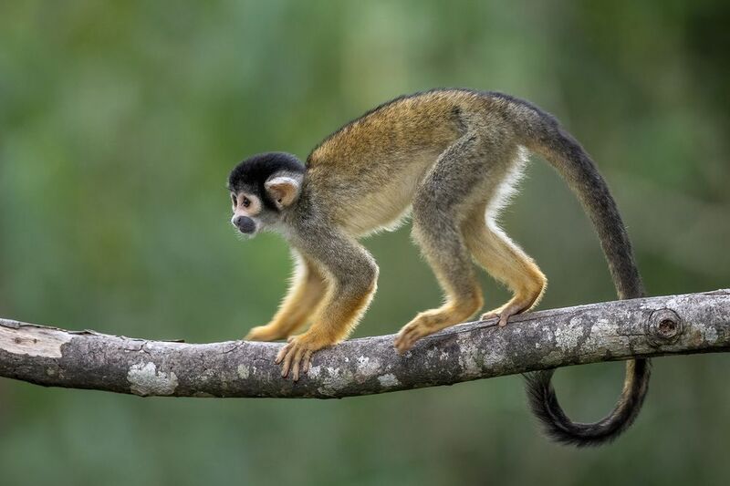 Mono Ardilla фото превью