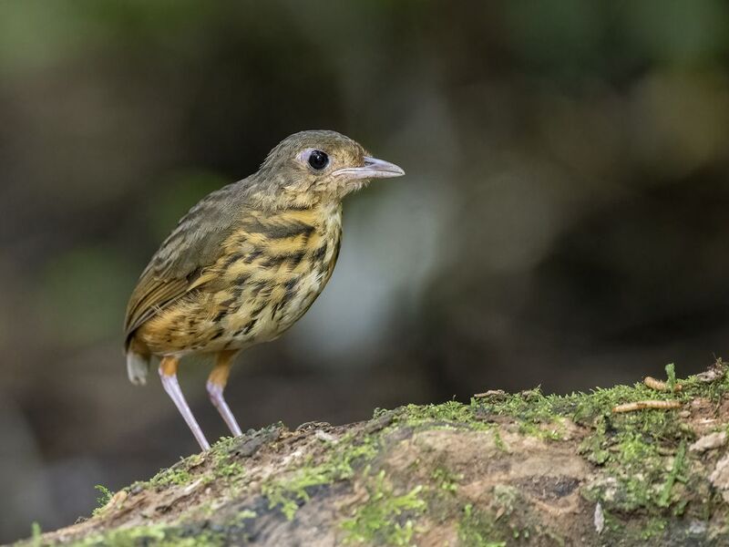 Amazonian Antpitta фото превью