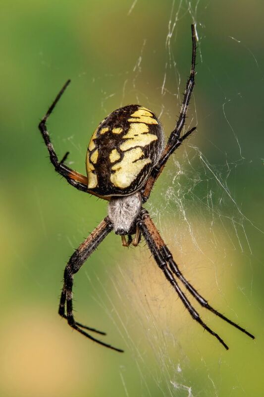 Argiope Aurantia фото превью