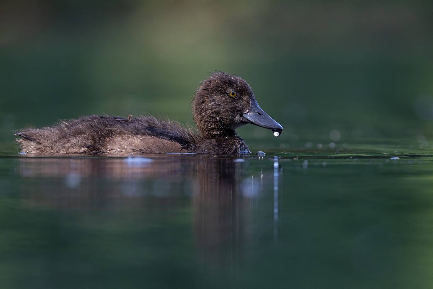 хохлатая чернеть, утка, нырок, птицы, пруд, утенок, Руслан Pl