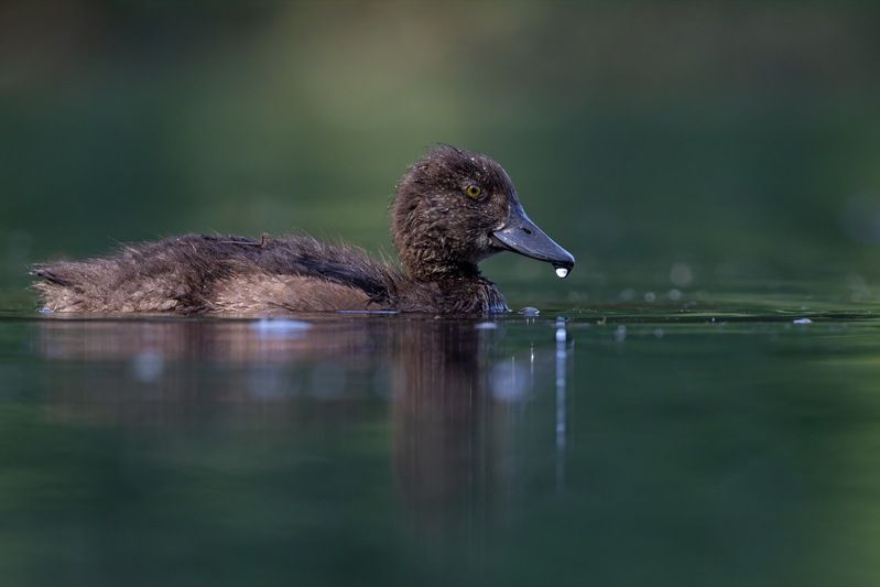 хохлатая чернеть, утка, нырок, птицы, пруд, утенок  фото превью