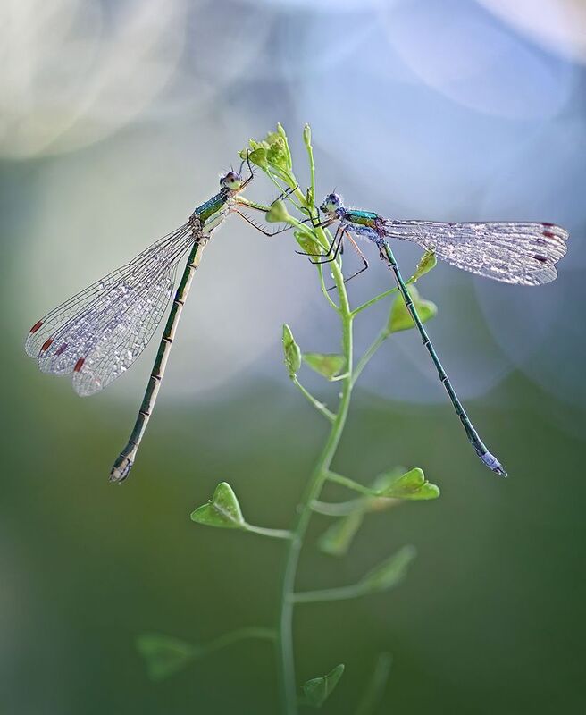 * фото превью