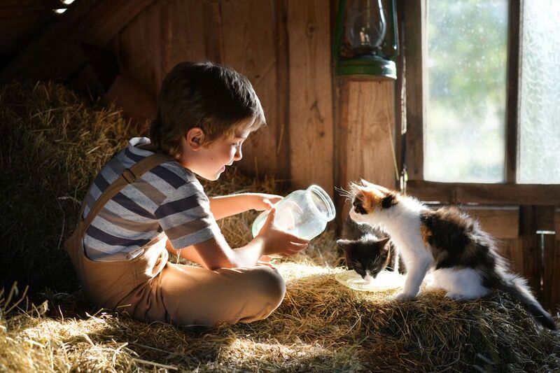 дети, лето,деревня,котята,каникулы Милые друзья фото превью