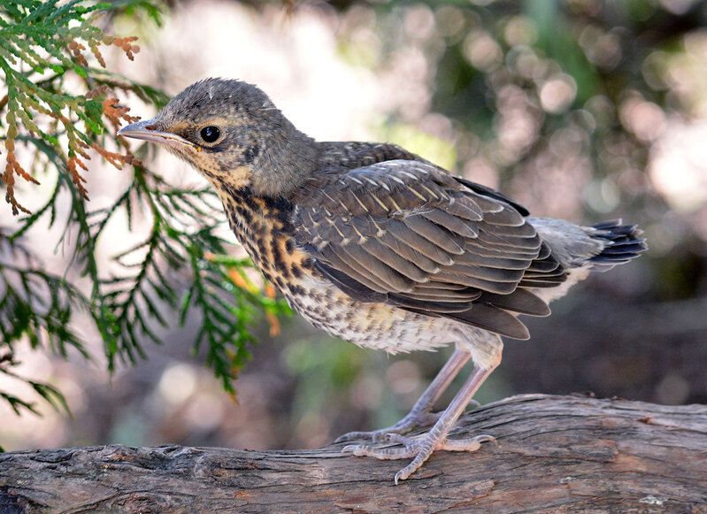 Позирующий слёток фото превью
