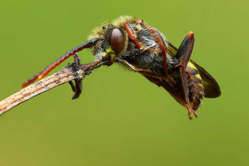 макро, природа, животное, растение, цвет, фото, зеленый, пчела Кочевка фото превью