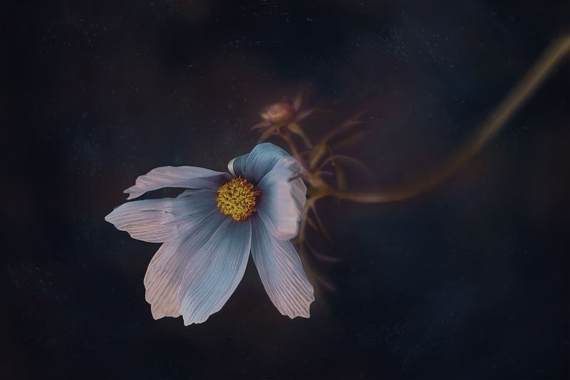 цветок космея Космея фото превью