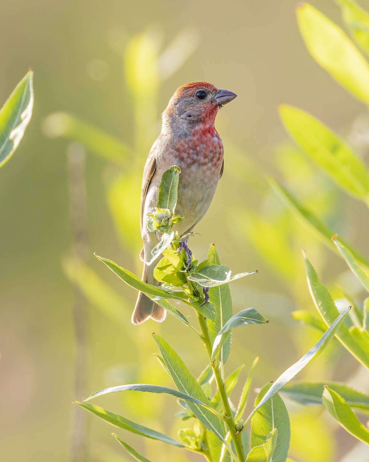 чечевица, птицы, Руслан Pl