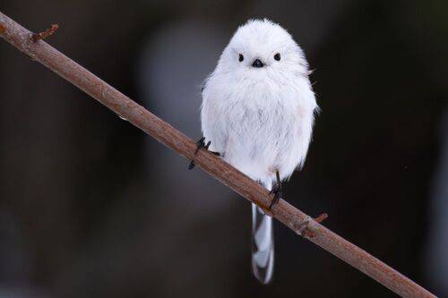 The World's Cutest Snowball
