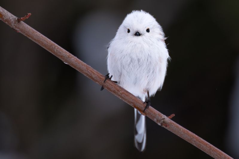 japan, hokkaido, long_tailed_tit, winter, snow, photography, workshop, worldphototravels, mikereyfman, wildlife_photography, nature_photography, photo_workshop The World\'s Cutest Snowball фото превью