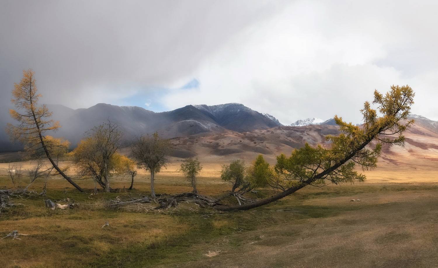 алтай, непогода, осень, лиственницы, Марина Фомина