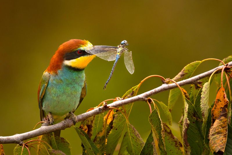 Bee-eater фото превью