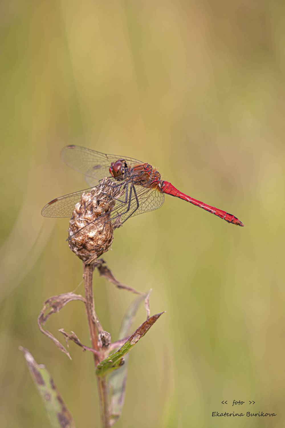 , Бурикова Екатерина