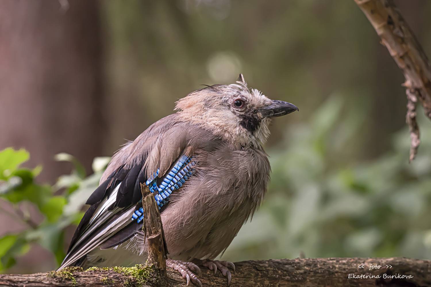 , Бурикова Екатерина