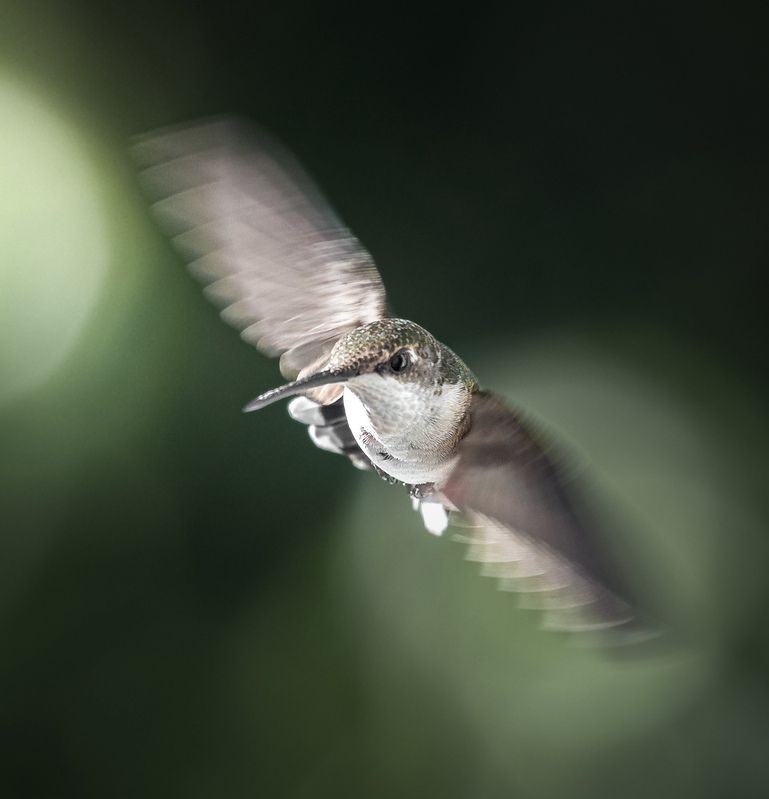 bird, humming, hummingbird, hummingbirds, hummer, rufous, nature, animals, wild, action, dynamic Flutter фото превью