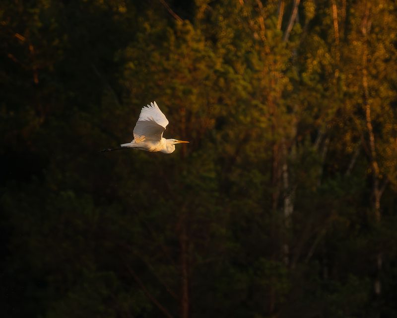 цапля, птички, фотоохота *** фото превью