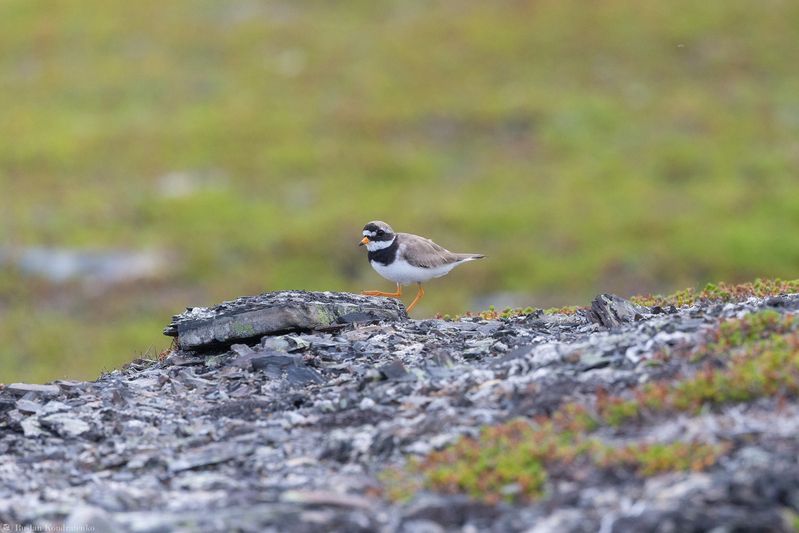 Галстучник Галстучник фото превью
