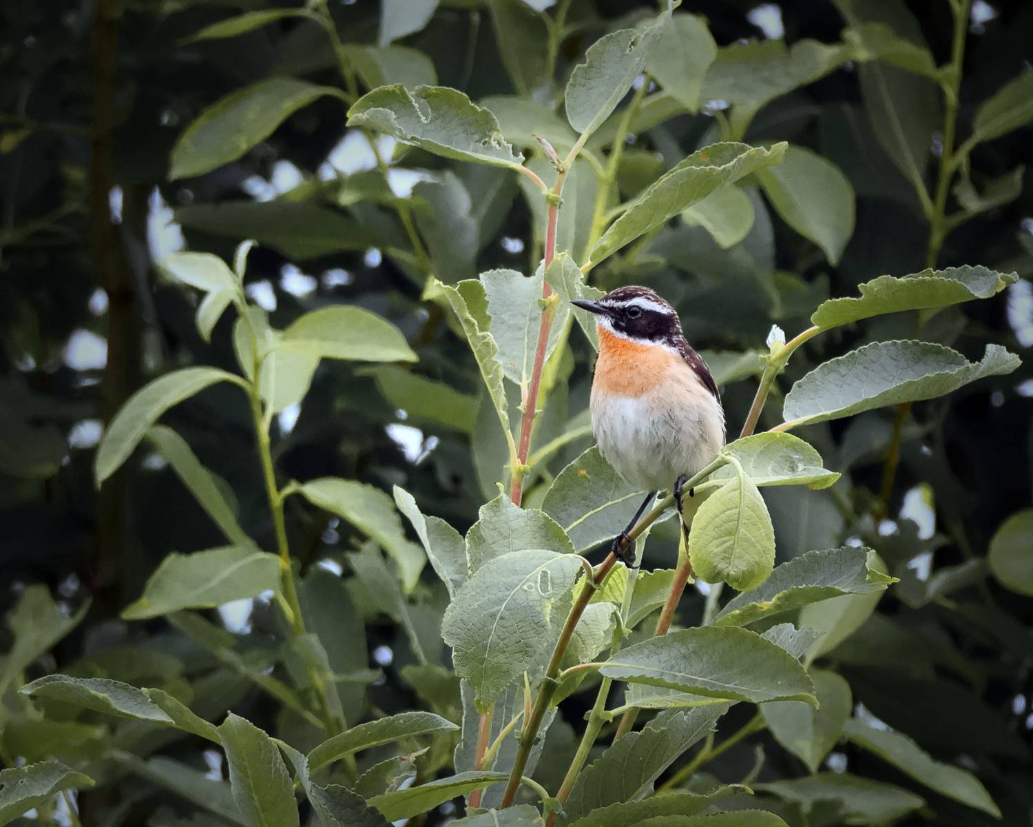 птицы, природа, фотоохота, Александр Титов