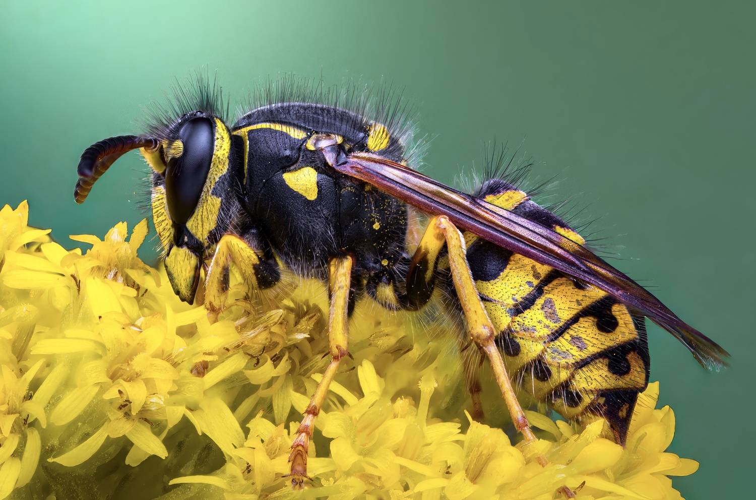 wasp, insect, macro, nature, wild, insects, bee,, Atul Saluja
