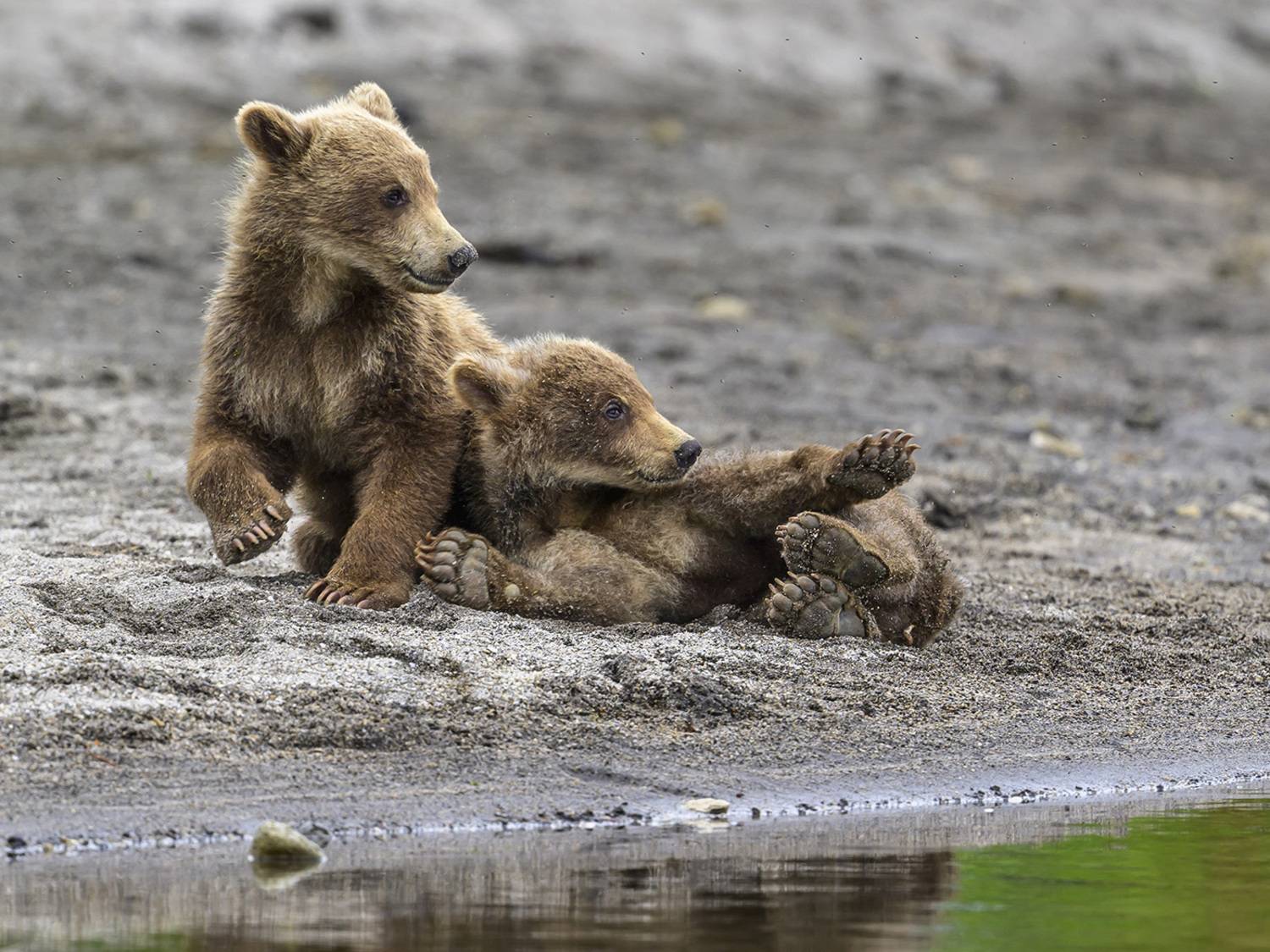 , Пупонин Сергей