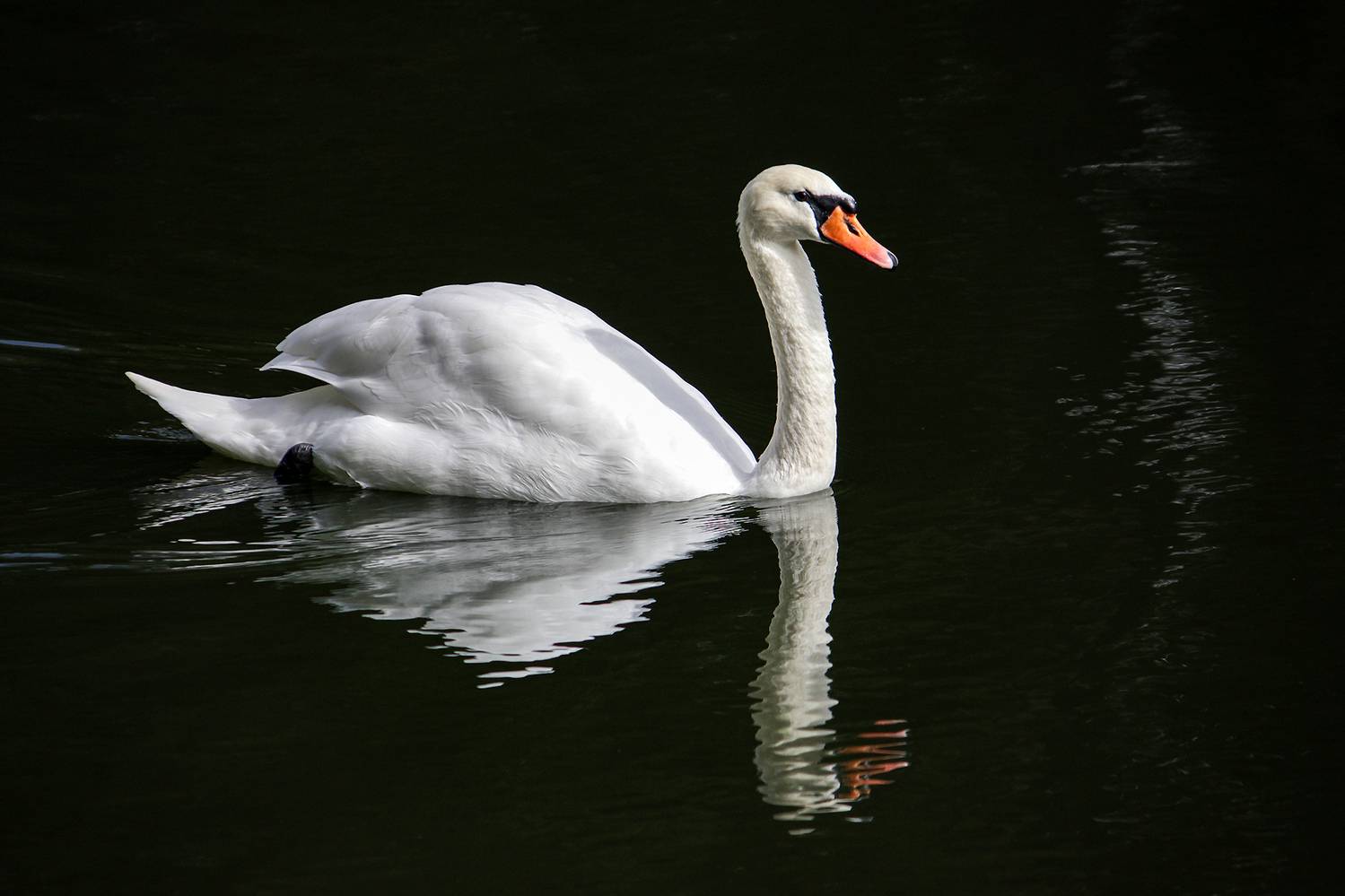лебедь, лебедь-шипун, cygnus olor, КарОл