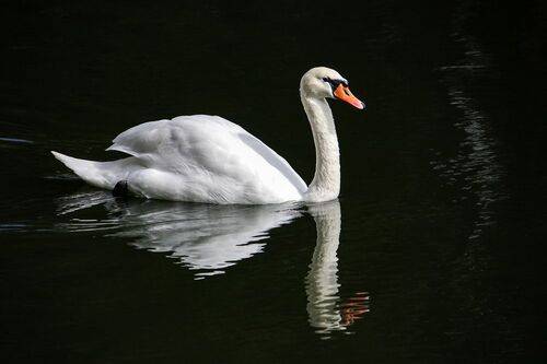 А белый лебедь на пруду...