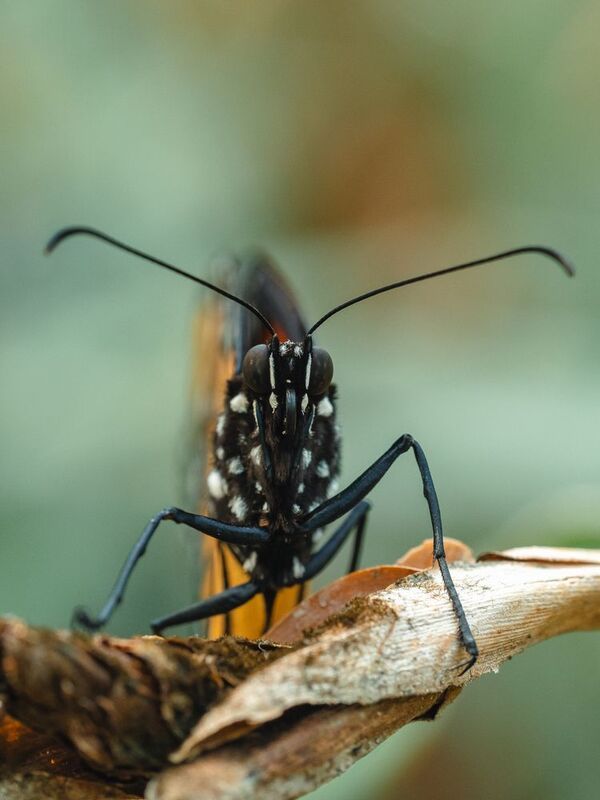 Портрет бабочки фото превью