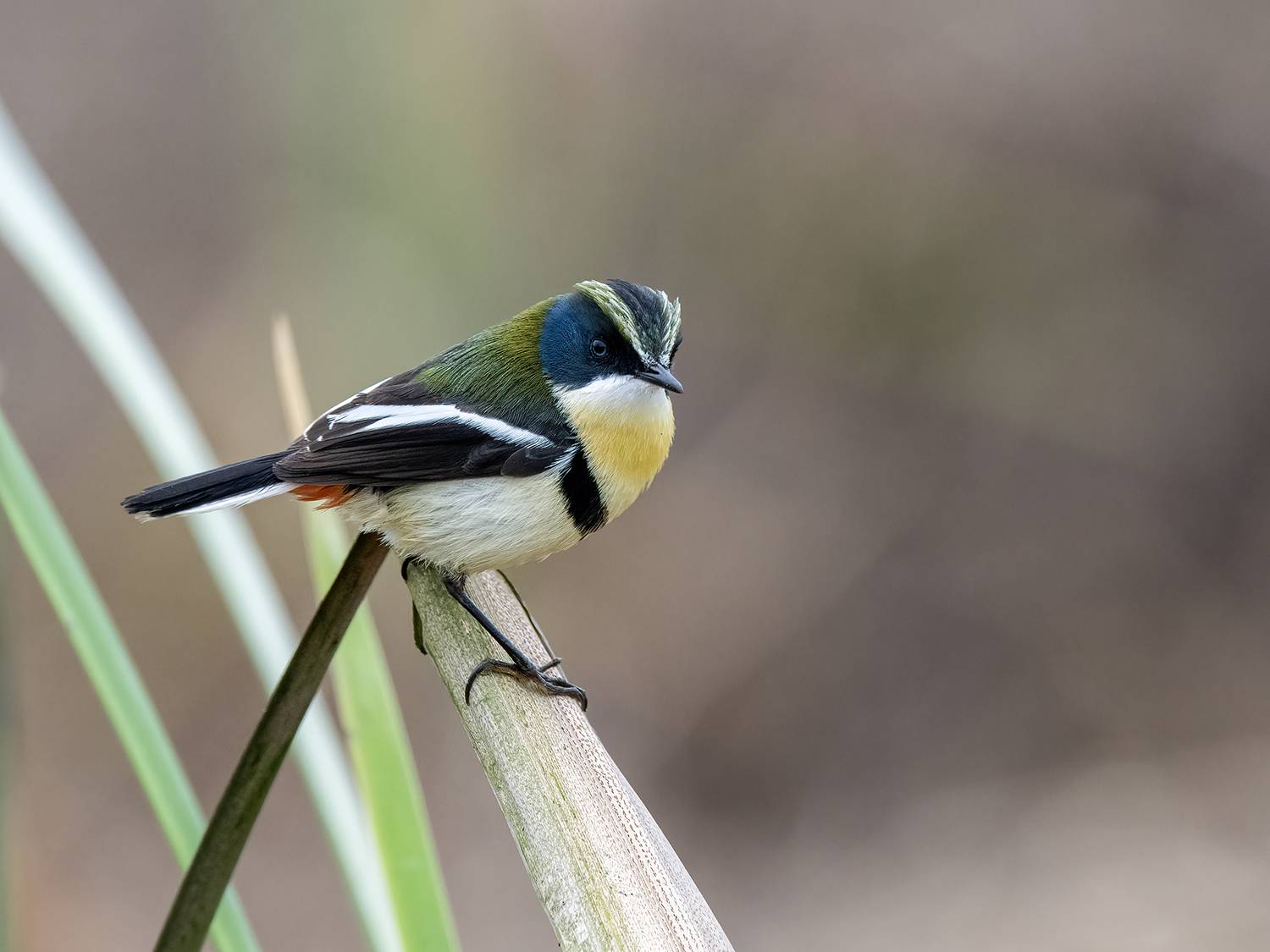, Fernando Burgalin Sequeira