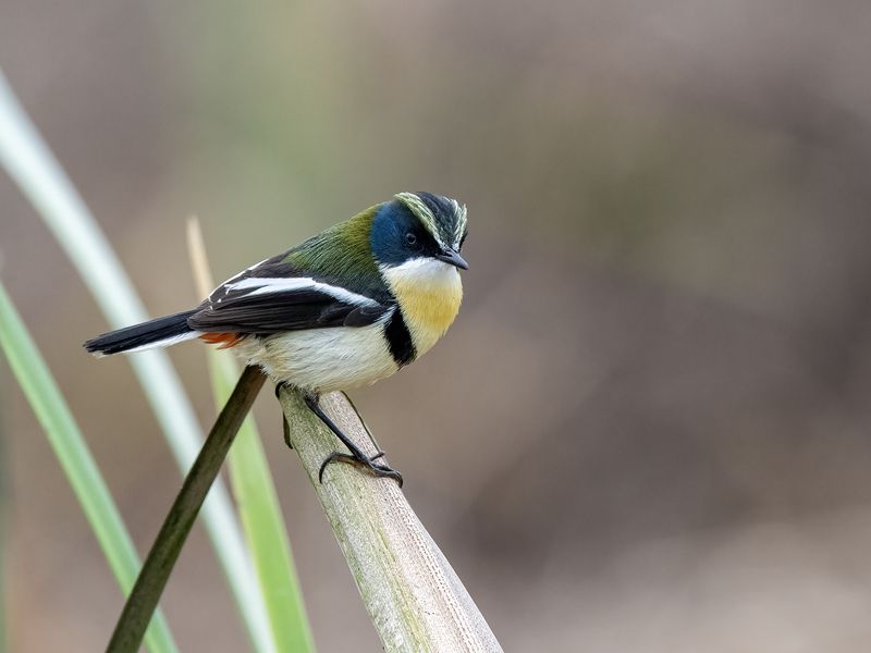 Many-colored Rush Tyrant фото превью