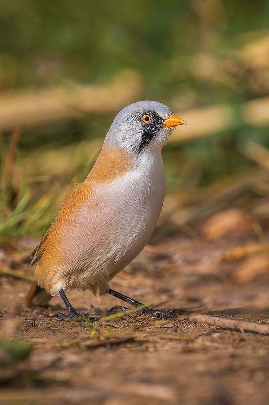 усатая синица, птицы, пернатые Усатая синица фото превью