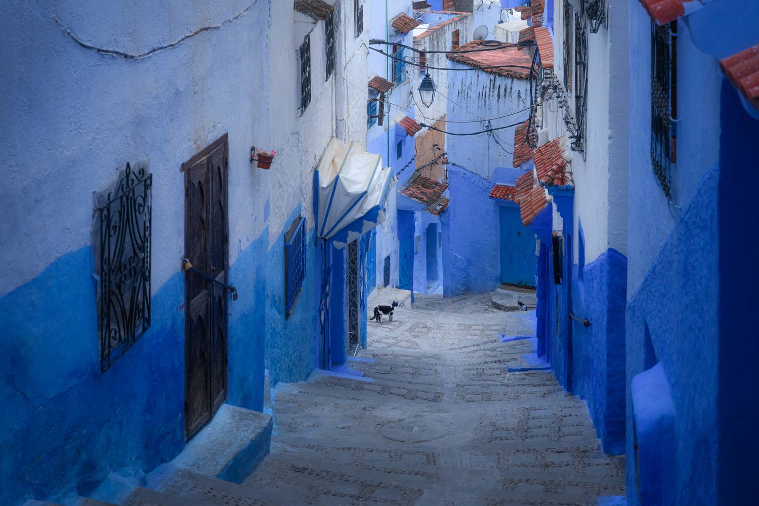 марокко, синий город, шефшауэн, maroc, marocco, street, city, blue, blue city, cat, etnic, africa, Kaznov Stanislav